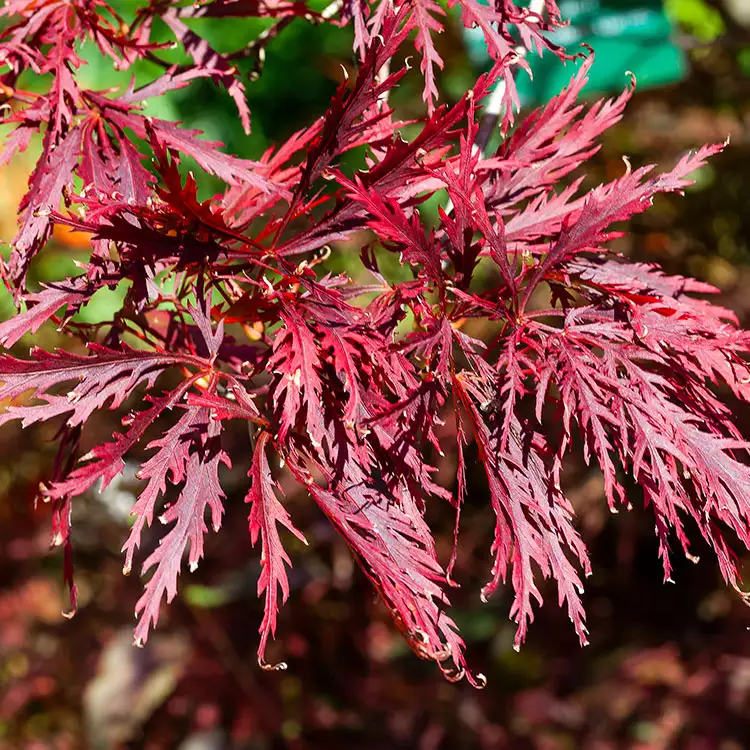 Acer palmatum 'hémerald lace'