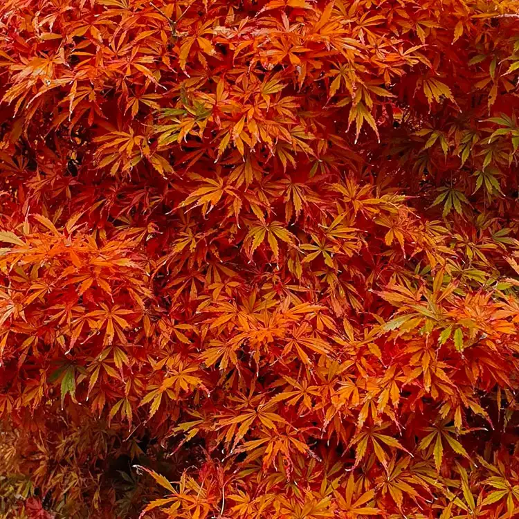 Acer palmatum 'Shishigashira'