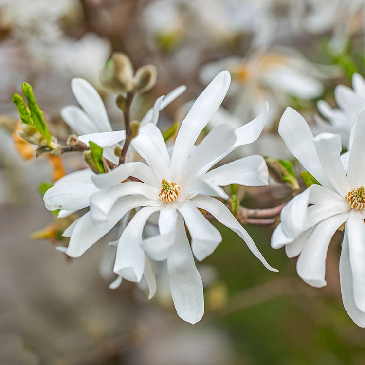 Magnolia stellata 'leonard meffel'